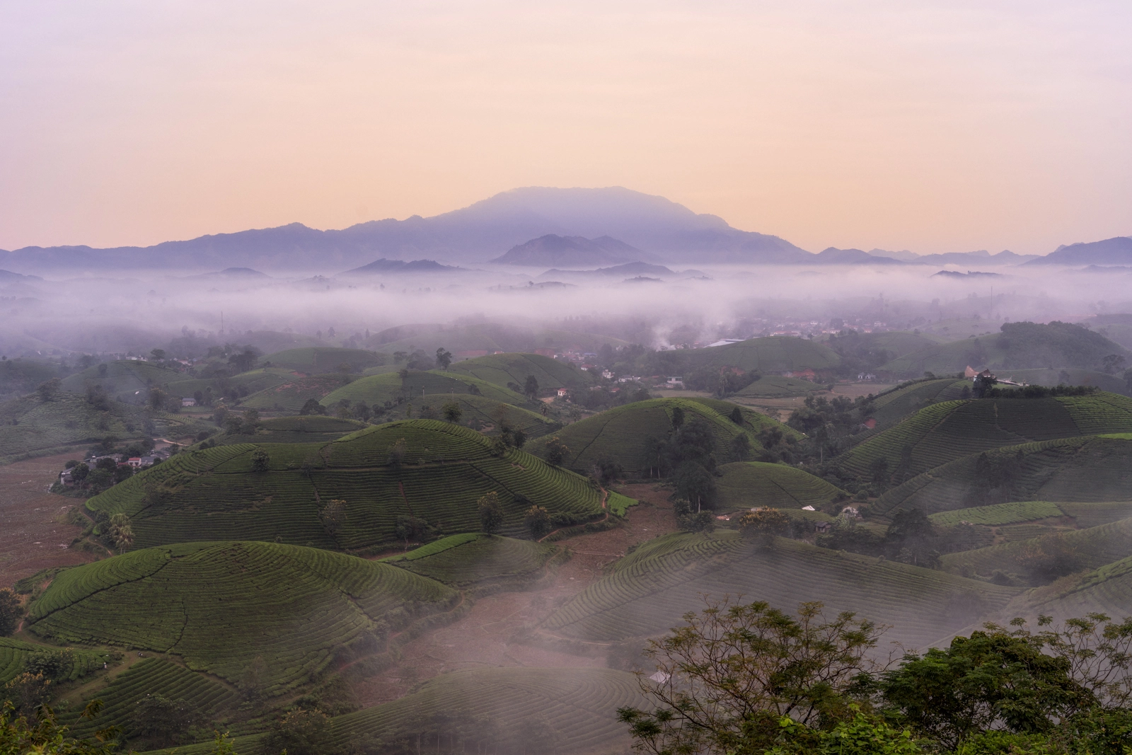 Misty Morning over Long Coc Tea Hills - Phu Tho