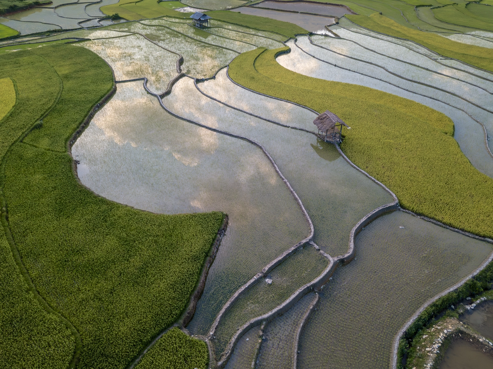 Rice Paddies at Lim Mong Village - Mu Cang Chai