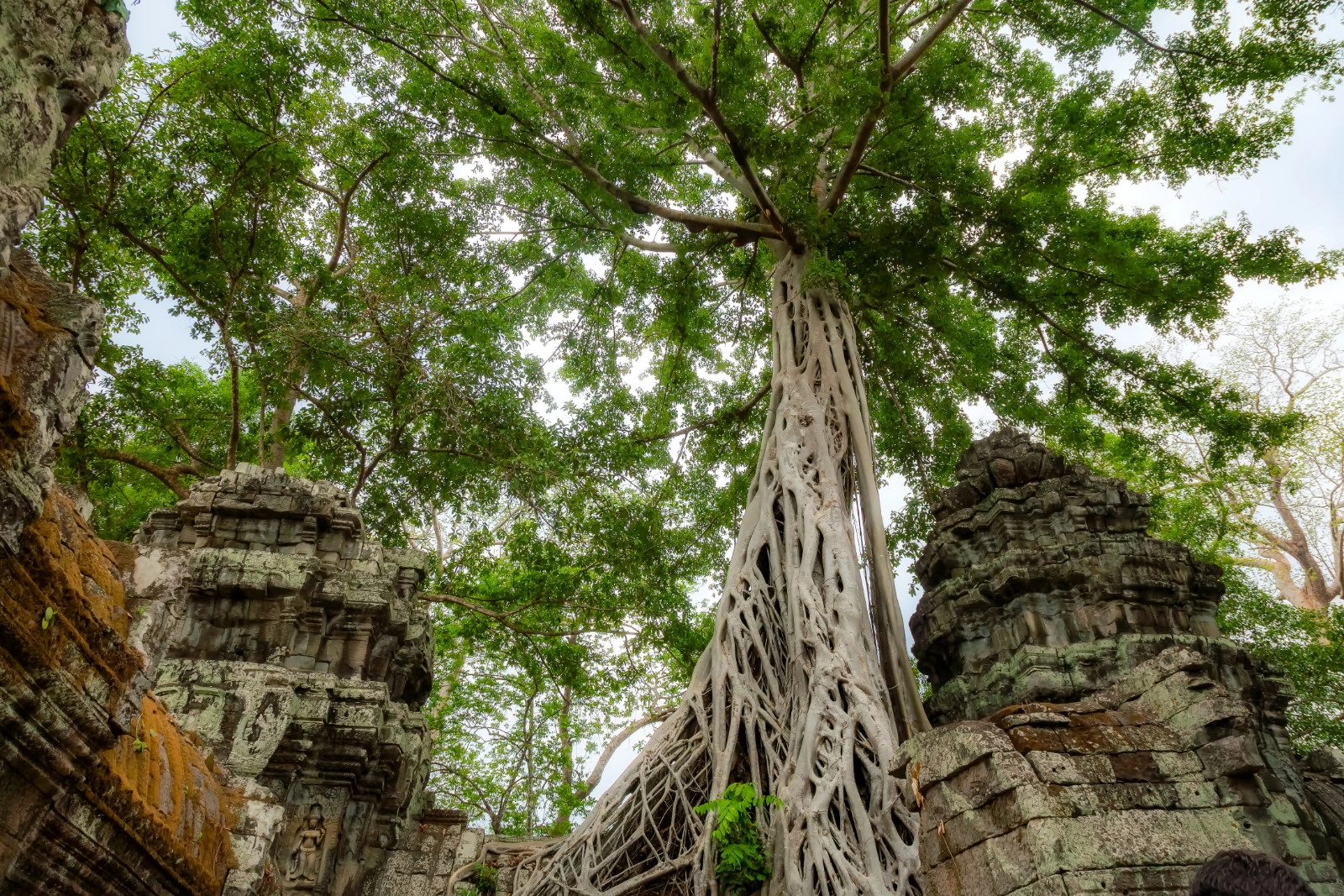 Ancient Tree at Ta Prohm - Siem Reap - Cambodia