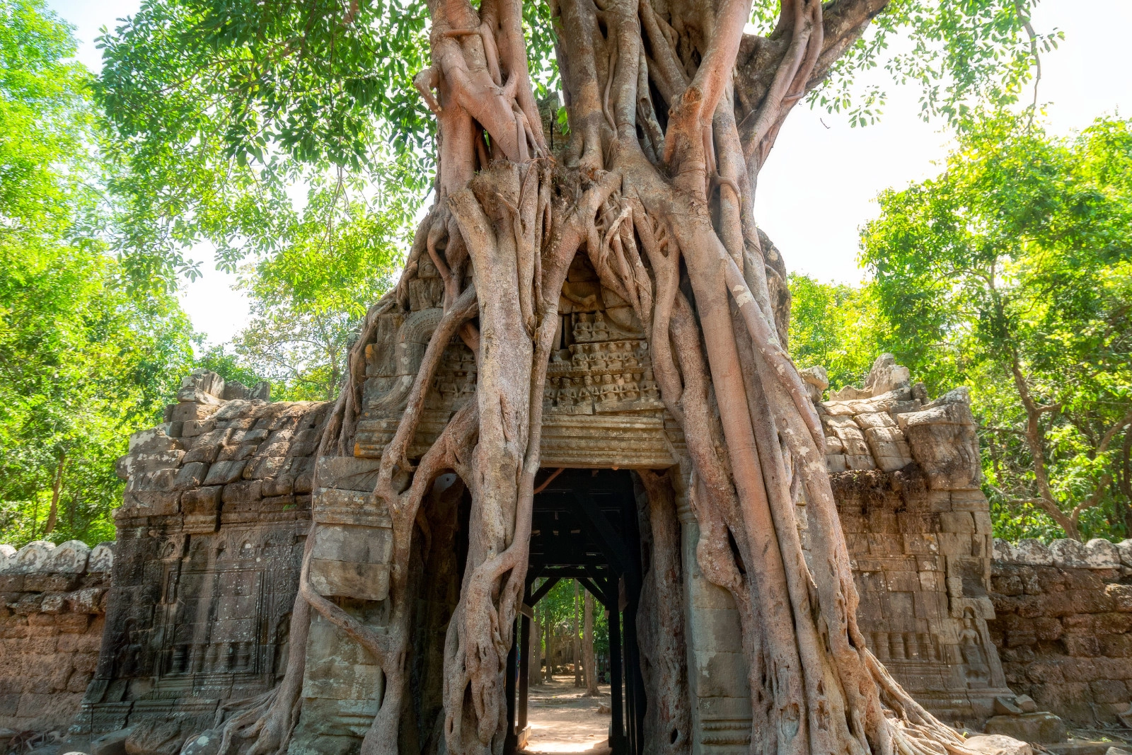 Ancient tree taken over Stone Gate at Ta Prohm - Siem Reap - Cambodia