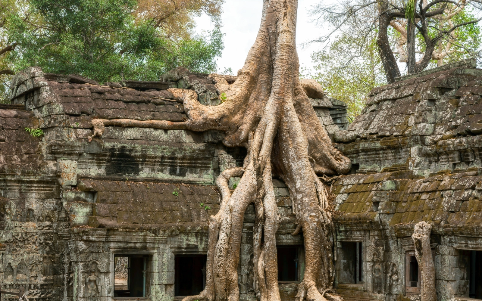 Ancient tree taken over Stone Gate at Ta Prohm - Siem Reap - Cambodia