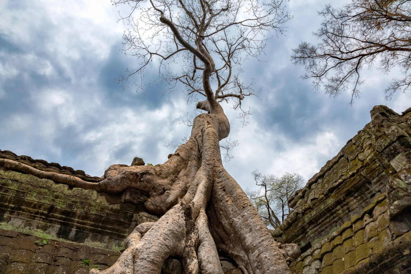 Ancient tree taken over Stone Gate at Ta Prohm - Siem Reap - Cambodia