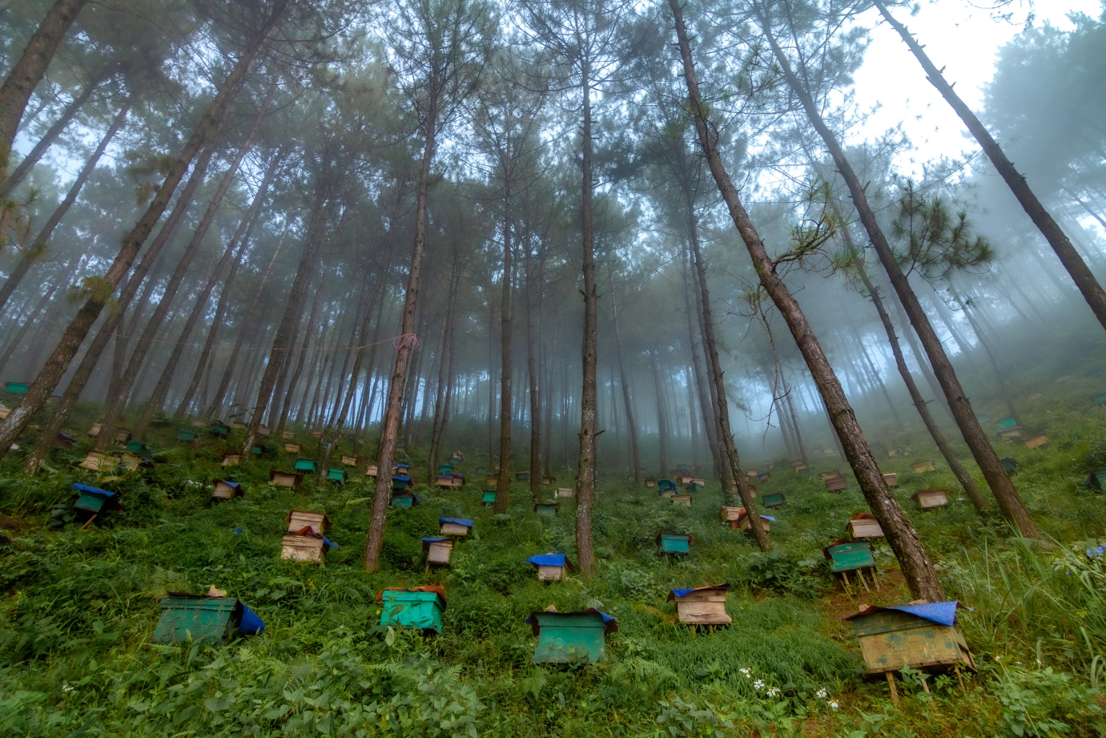 Bee Farm in the Forest - Ba Be Lake