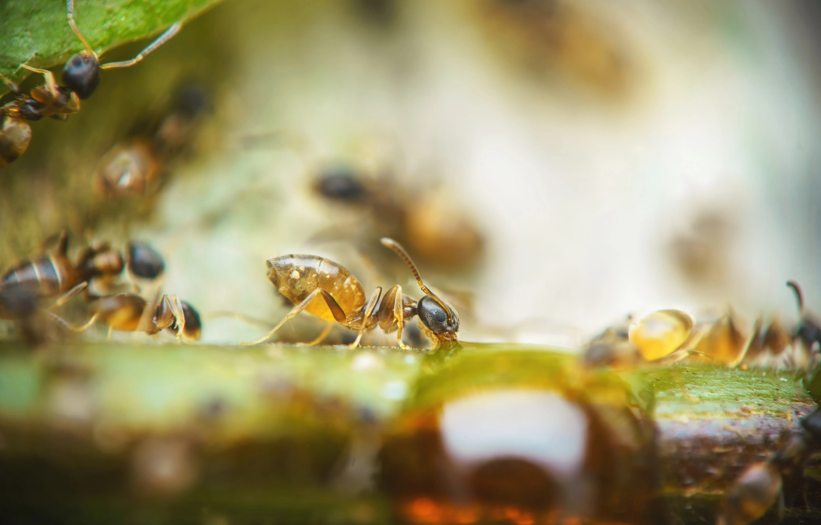 Black ants drinking syrup in my garden
