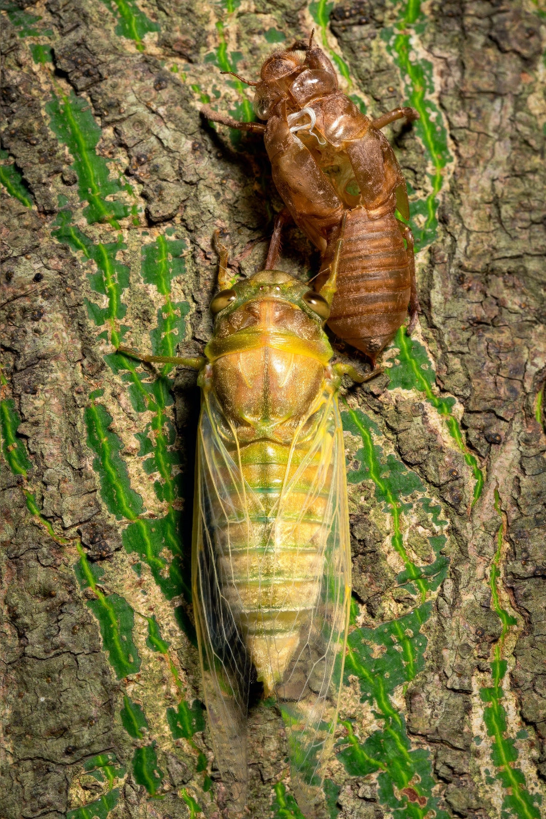 Cicadas Shedding