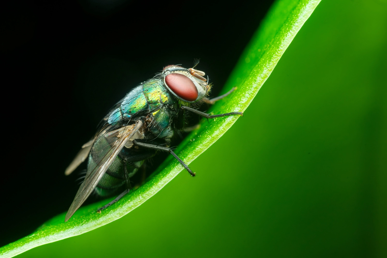 Green Bottle Fly on Elephant Leaf Plant
