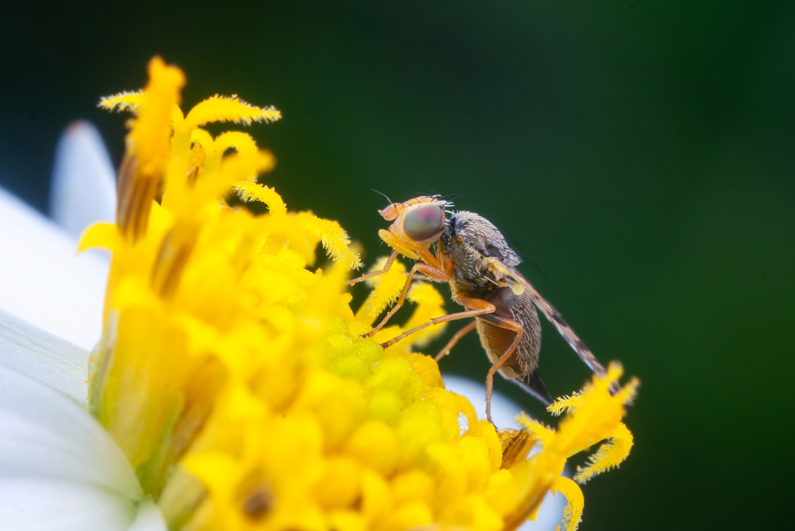 Fruit Fly on Black-jack Flower