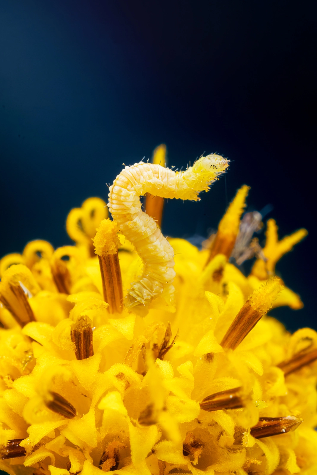 Caterpillar on Black-jack Flower