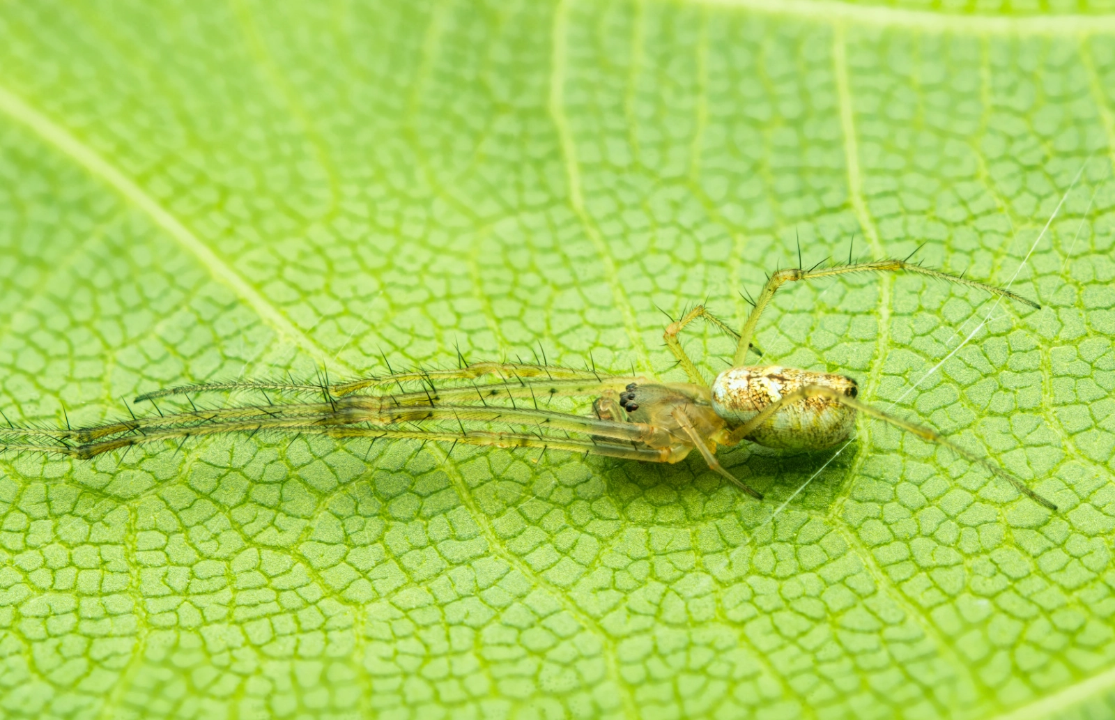 Female Lynx Spider on Jack Fruit Leaf