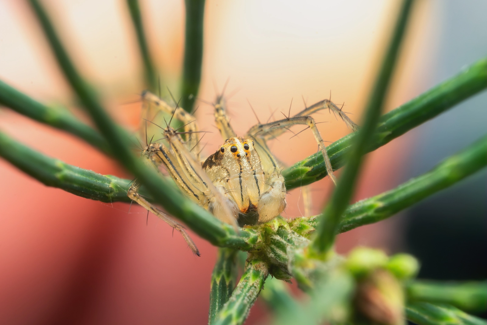 Male Lynx Spider on Australian Pine leaf