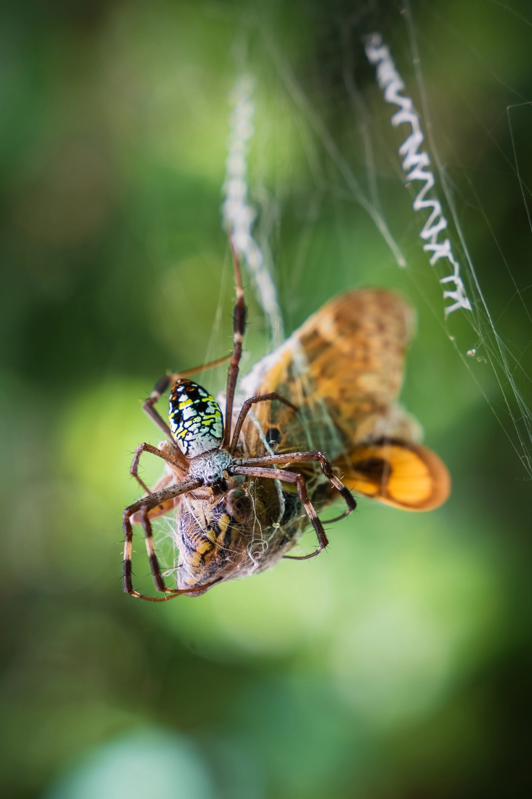 Orb-Weaver Spider Catching Cicadas