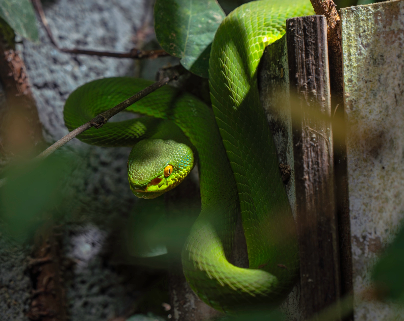 White-Lipped Pit Viper (Trimeresurus albolabris)
