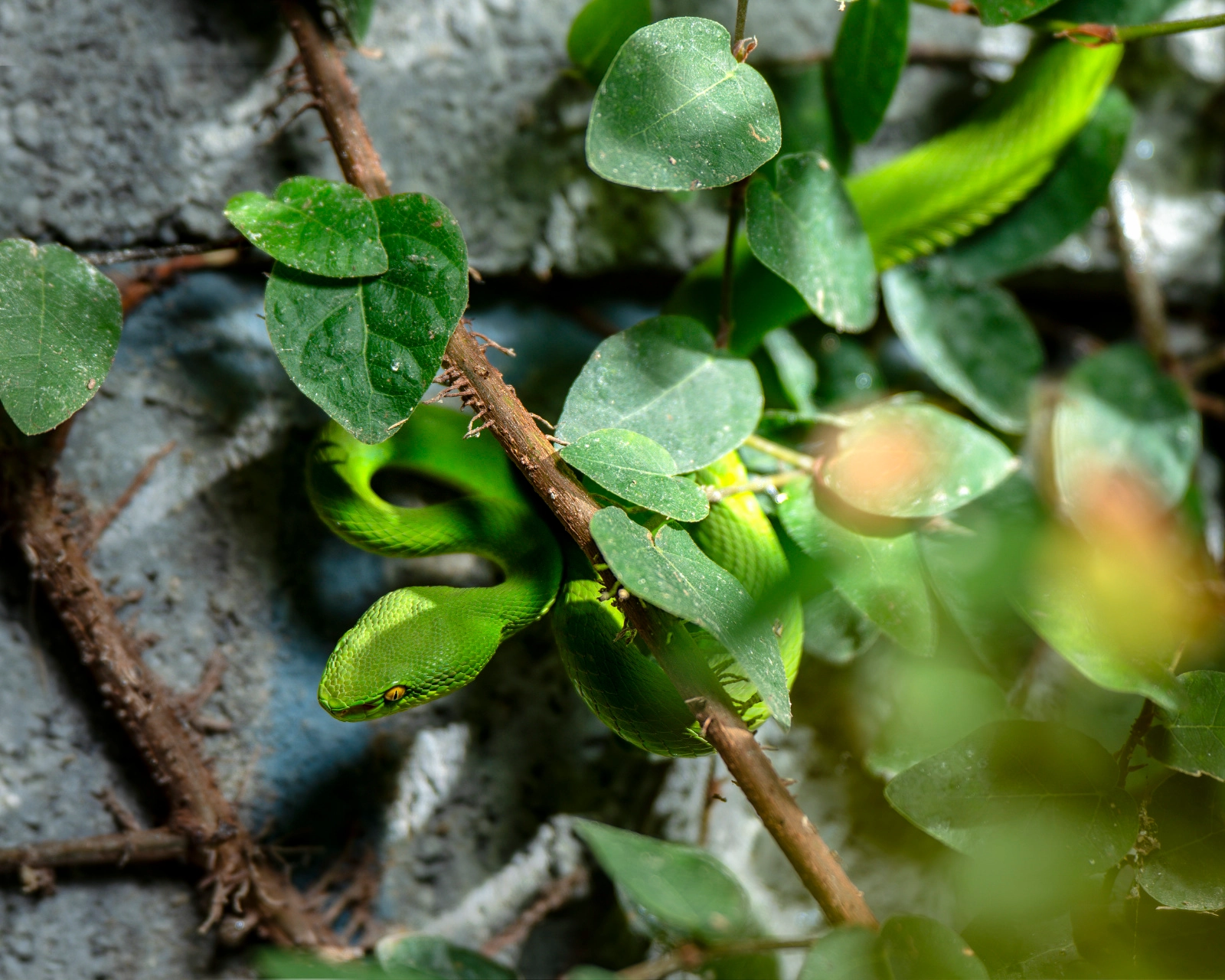 White-Lipped Pit Viper (Trimeresurus albolabris)