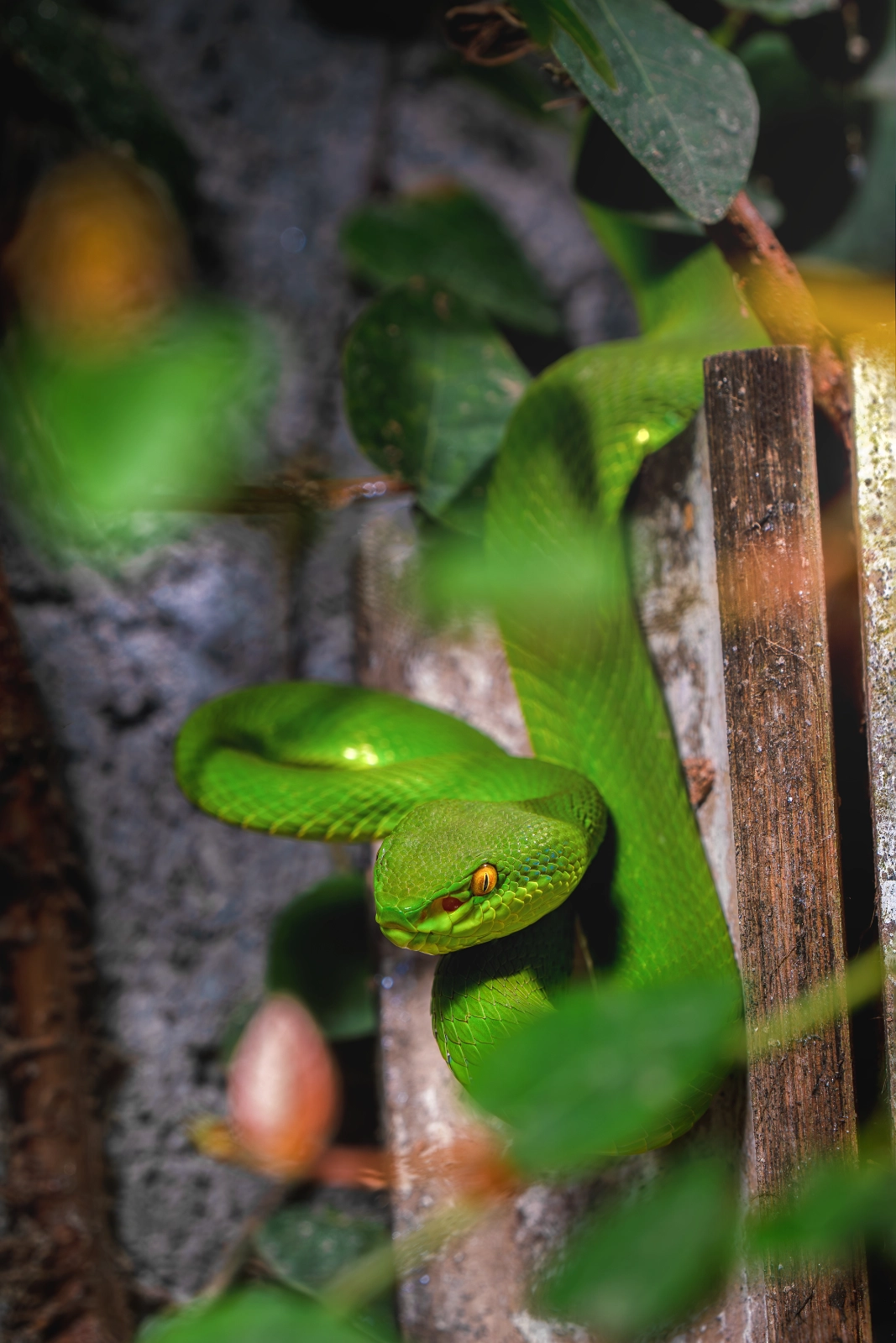 White-Lipped Pit Viper (Trimeresurus albolabris)