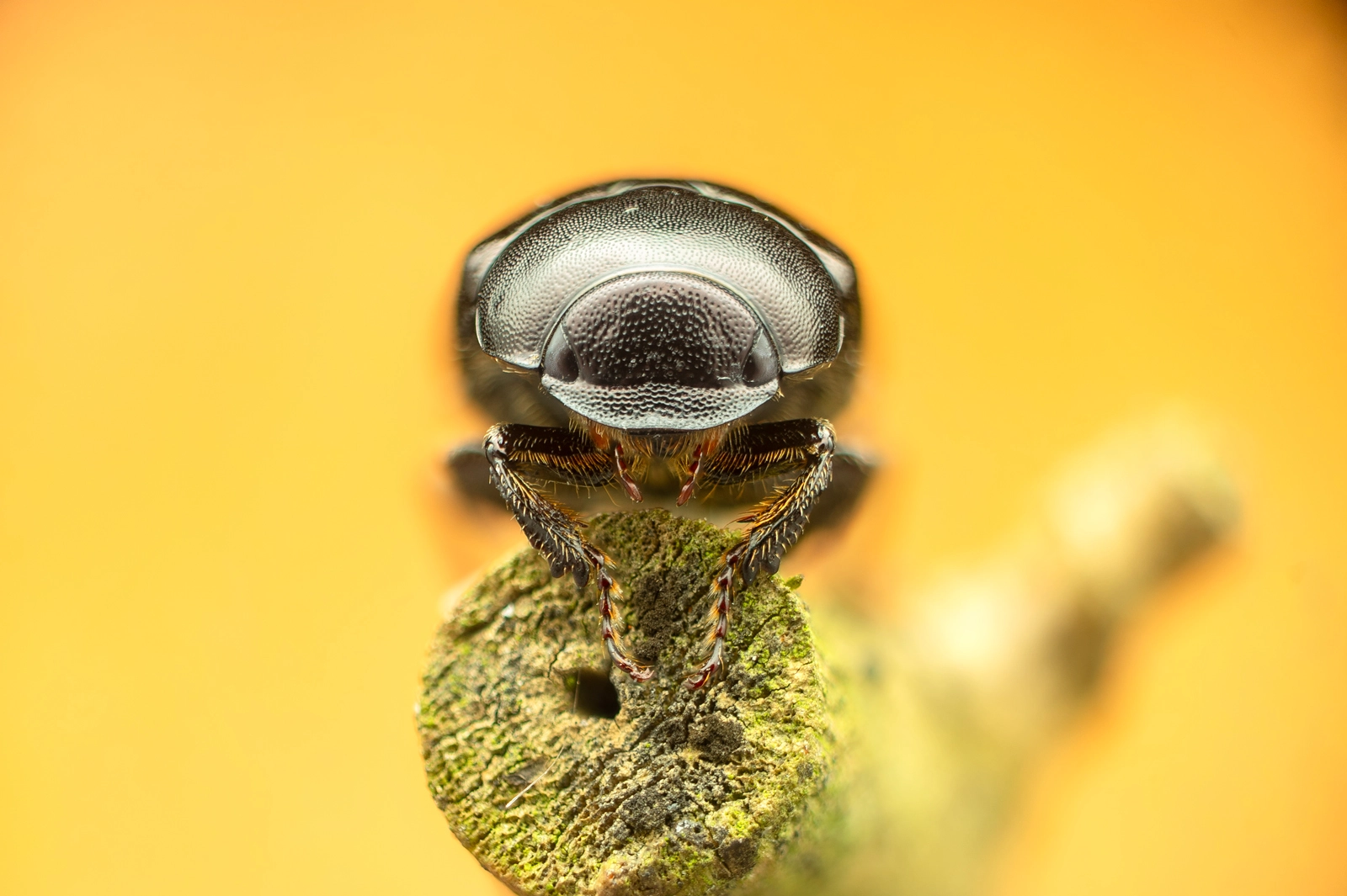 Genus Apogonia