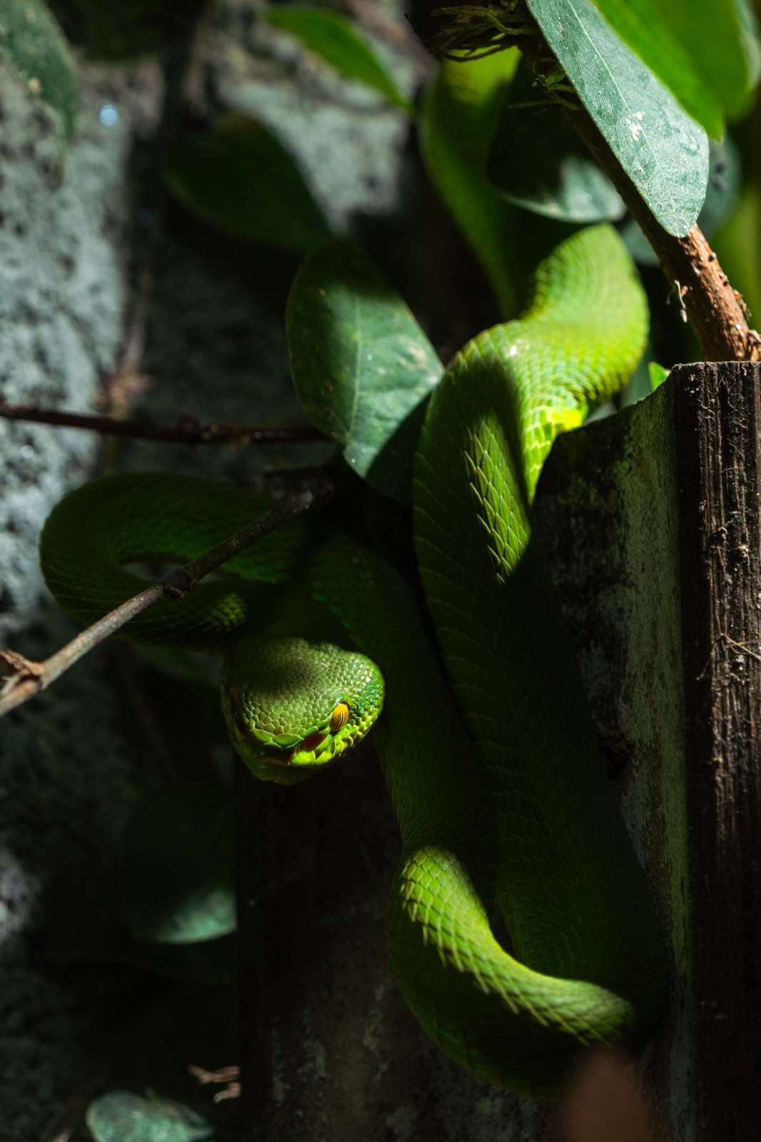 Hunting White-Lipped Pit Viper (Trimeresurus albolabris)