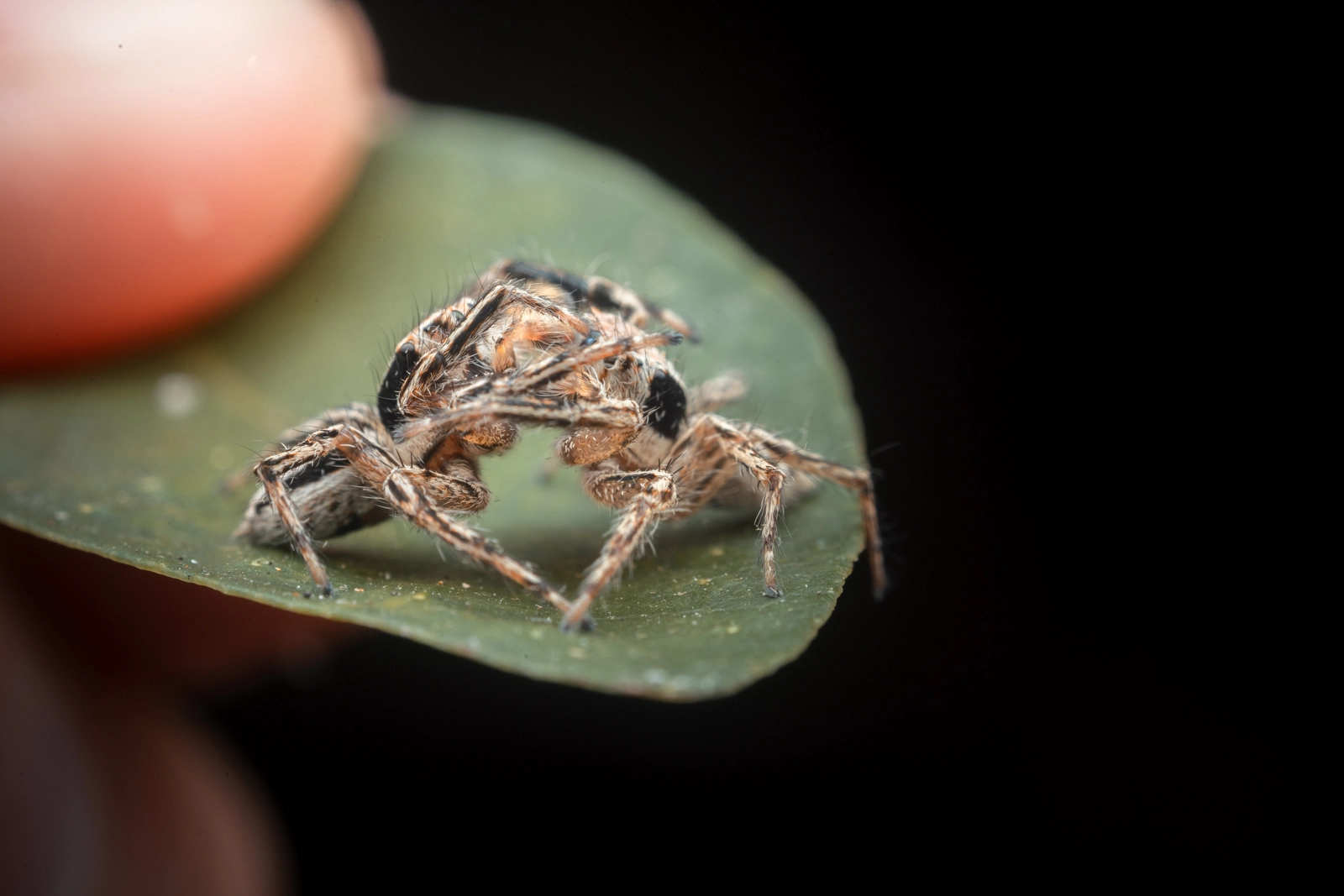 Jumping Spider Fighting