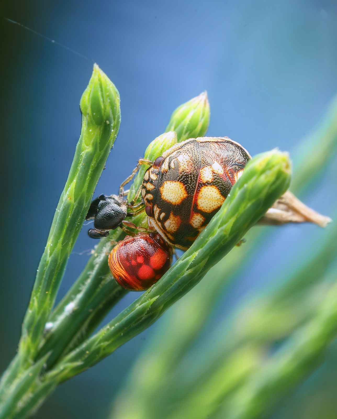 Shield Bug on Australian Pine Leaf