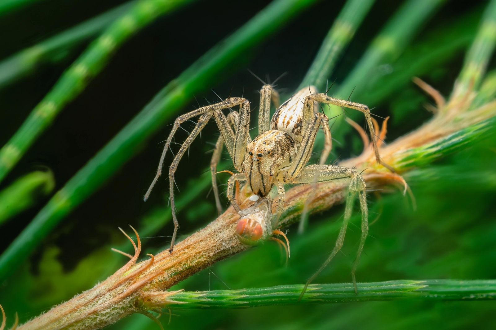 Lynx Spider Hunting