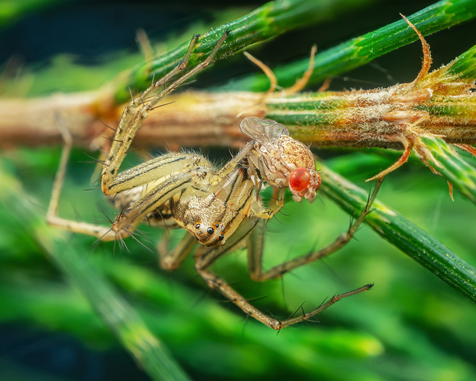 Lynx Spider Hunting