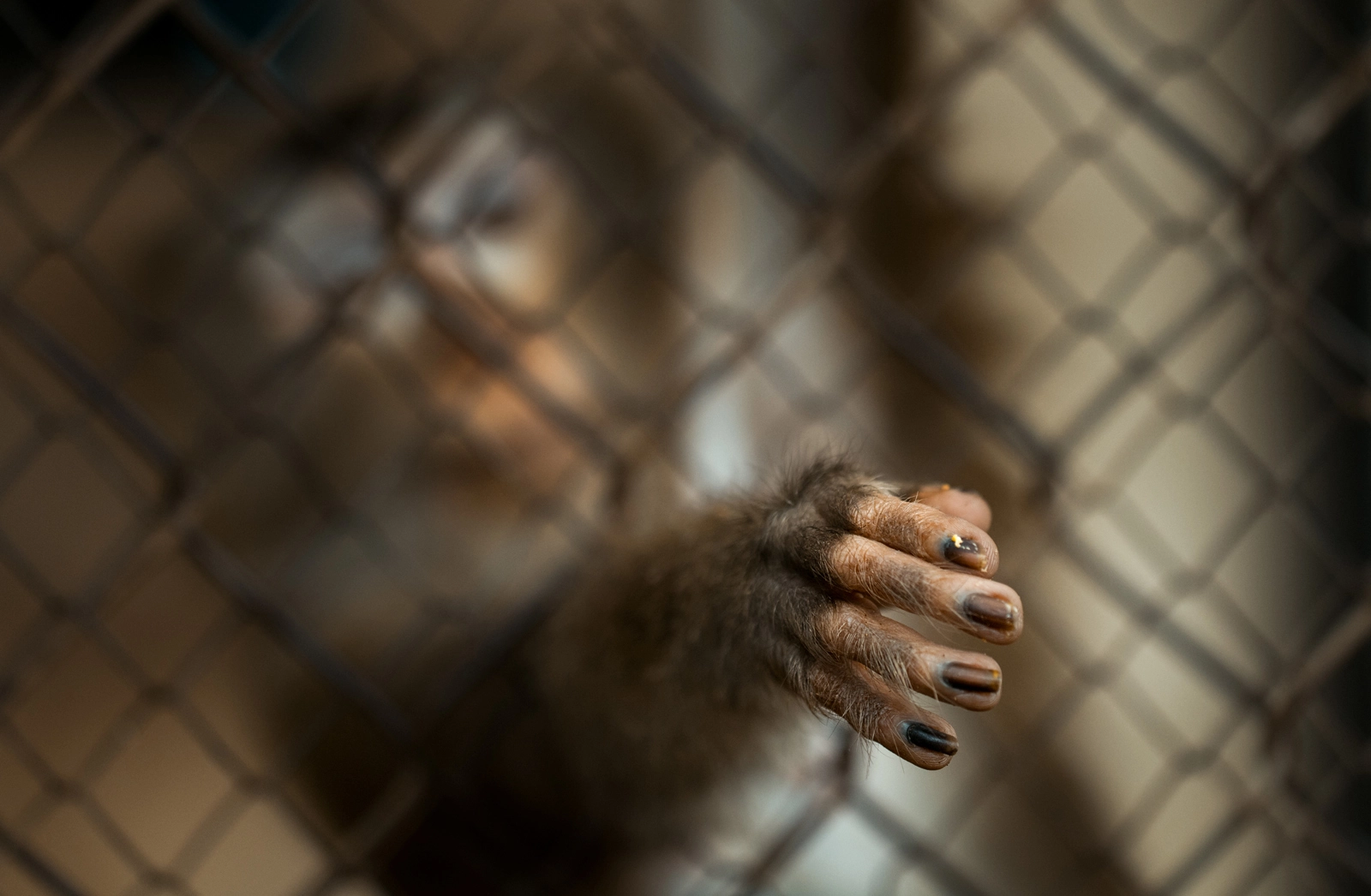 Monkey in Hanoi Zoo