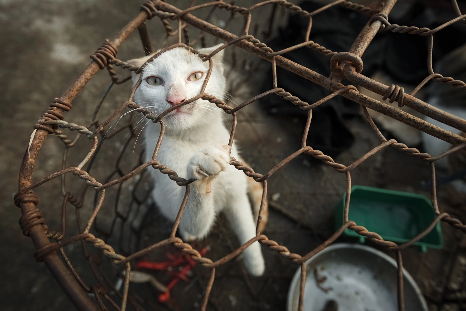 Rescued White Cat on Commission with Four Paws International
