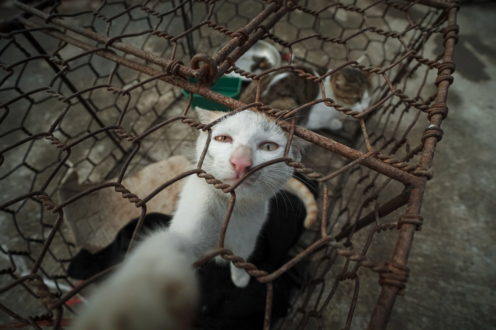 Rescued White Cat on Commission with Four Paws International