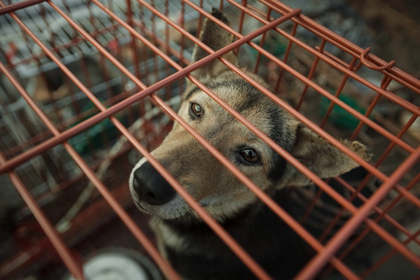Rescued Vietnamese Dog on Commission with Four Paws International