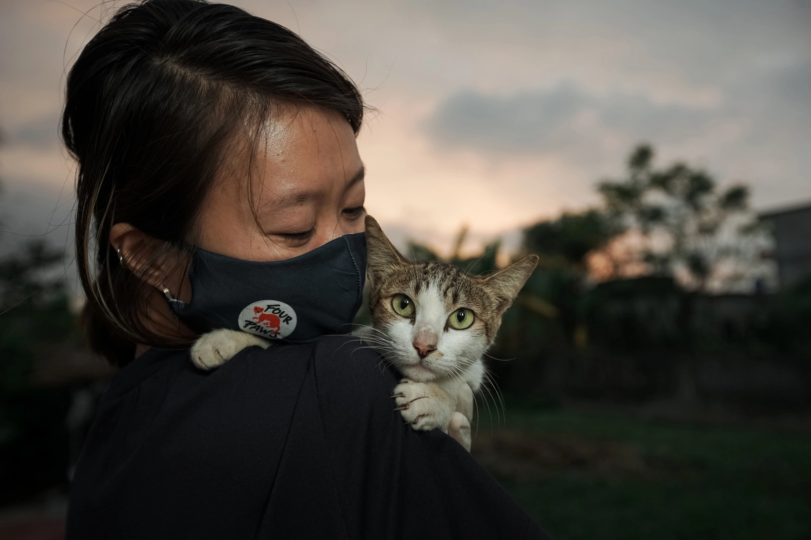 Rescued White Cat on Commission with Four Paws International