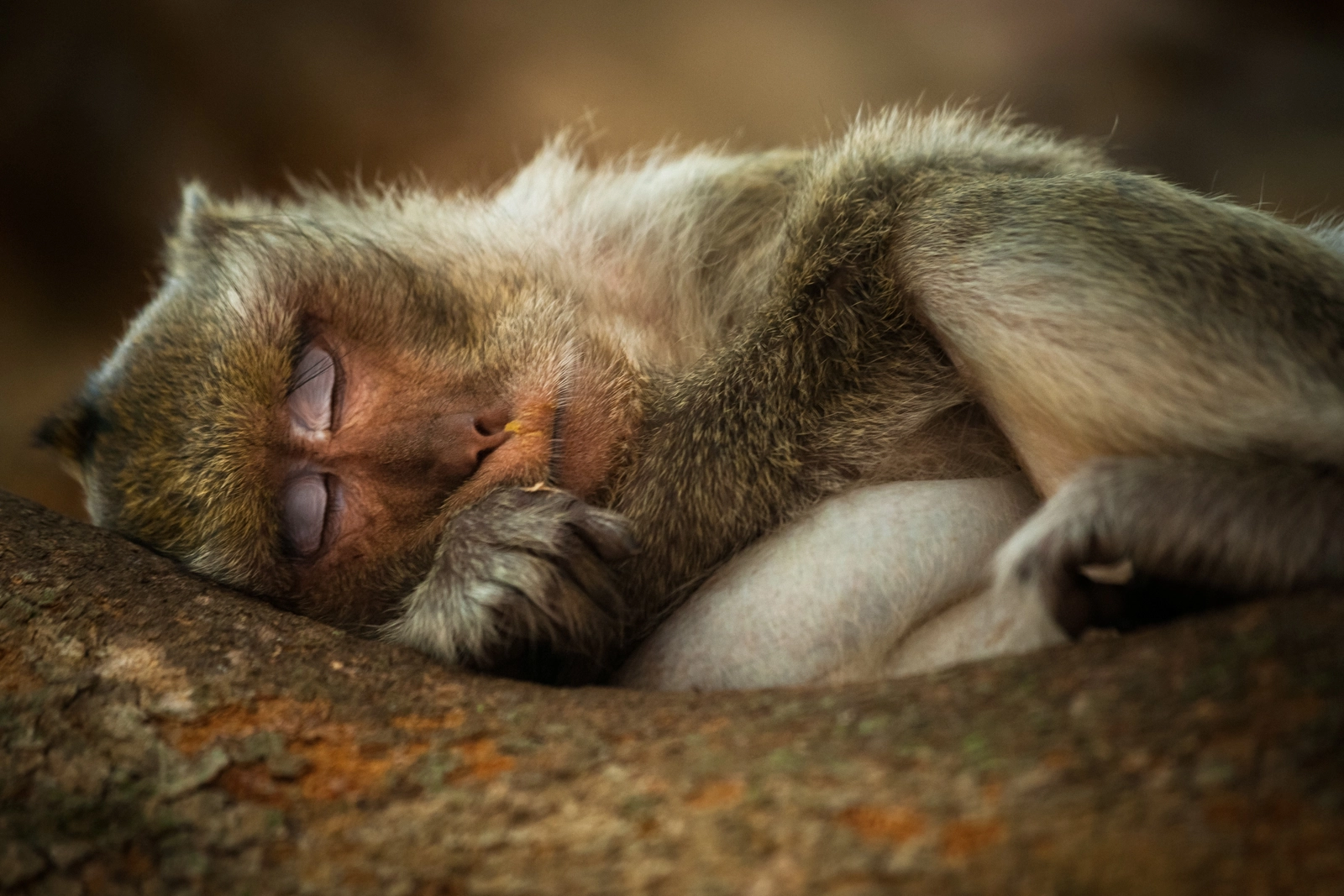 Sleeping Monkey at Bayon Temple in Siem Reap - Cambodia